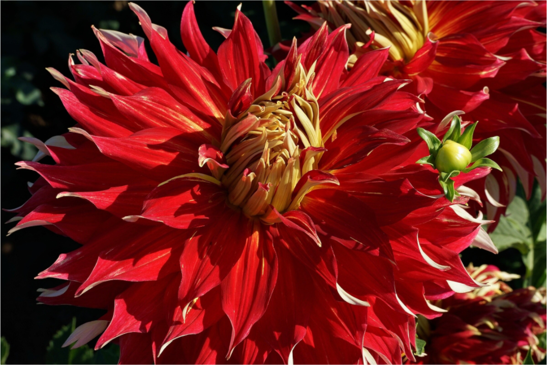 Main image Wild Radiance