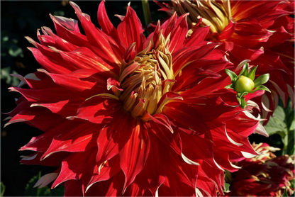 Main image Wild Radiance